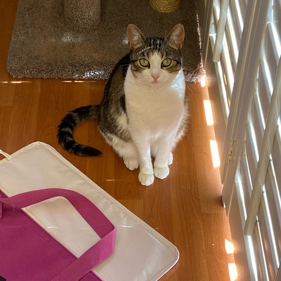 Meet the Posher🌸🫶🏼🌼 - Picture 7 of 16